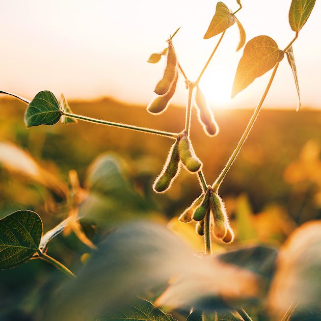 Soybean field at sunset