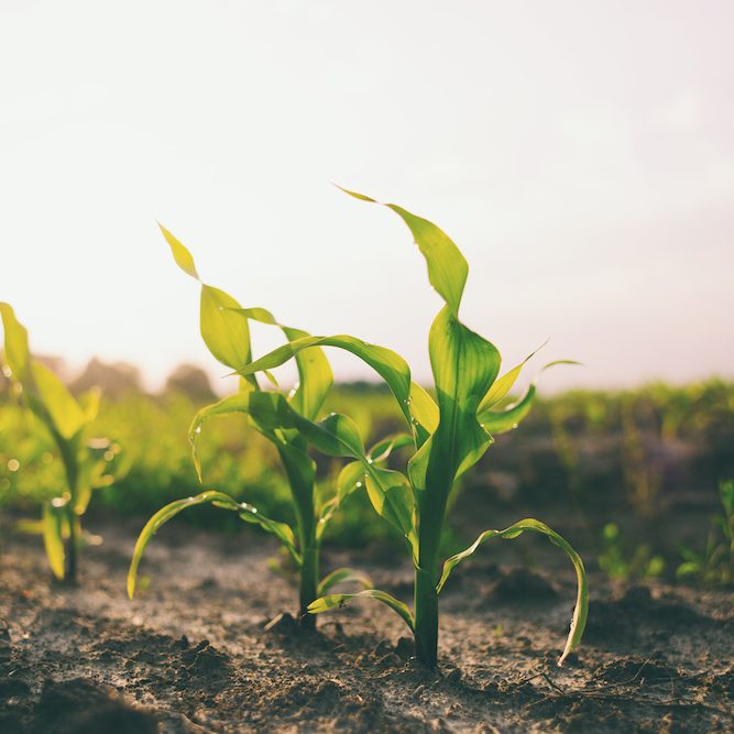 Young shoots of corn closeup. Fertile soil.